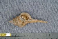 藏品(巨剪寄居蟹)的圖片